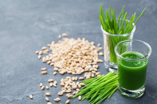 shot of wheat grass juice. superfood, detox and fitness trend.