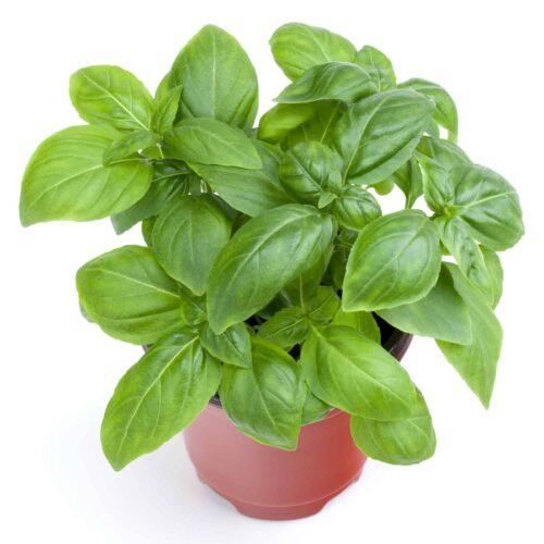 fresh,sweet,genovese,basil,herbs,growing,in,pot,isolated,on