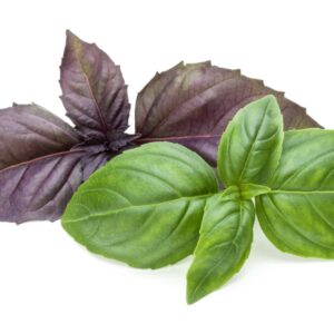 dark opal and genovese basil leaves on a white background