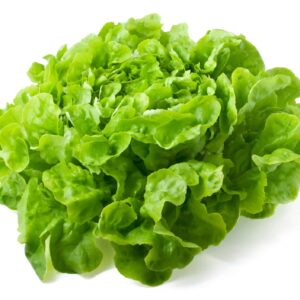 butterhead lettuce seeds Mighty Greens Macau