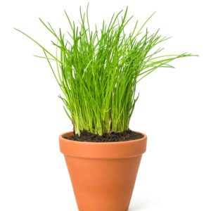 chives in a clay pot