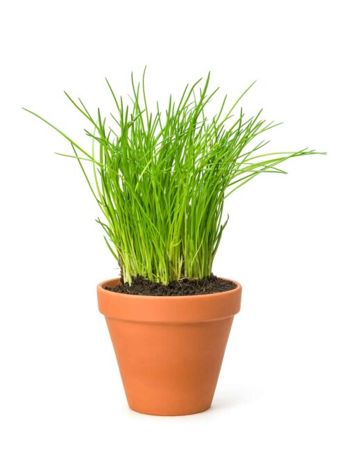 chives in a clay pot