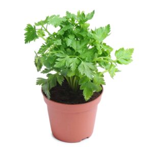 Coriander cilantro plant in brown teracotta pot