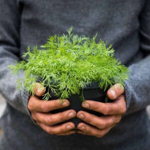 male hands holding dill plant