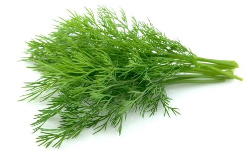 young dill close up
