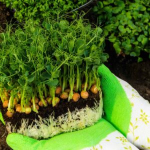microgreen,pea,sprouts,in,female,hands,with,gardening,gloves,raw