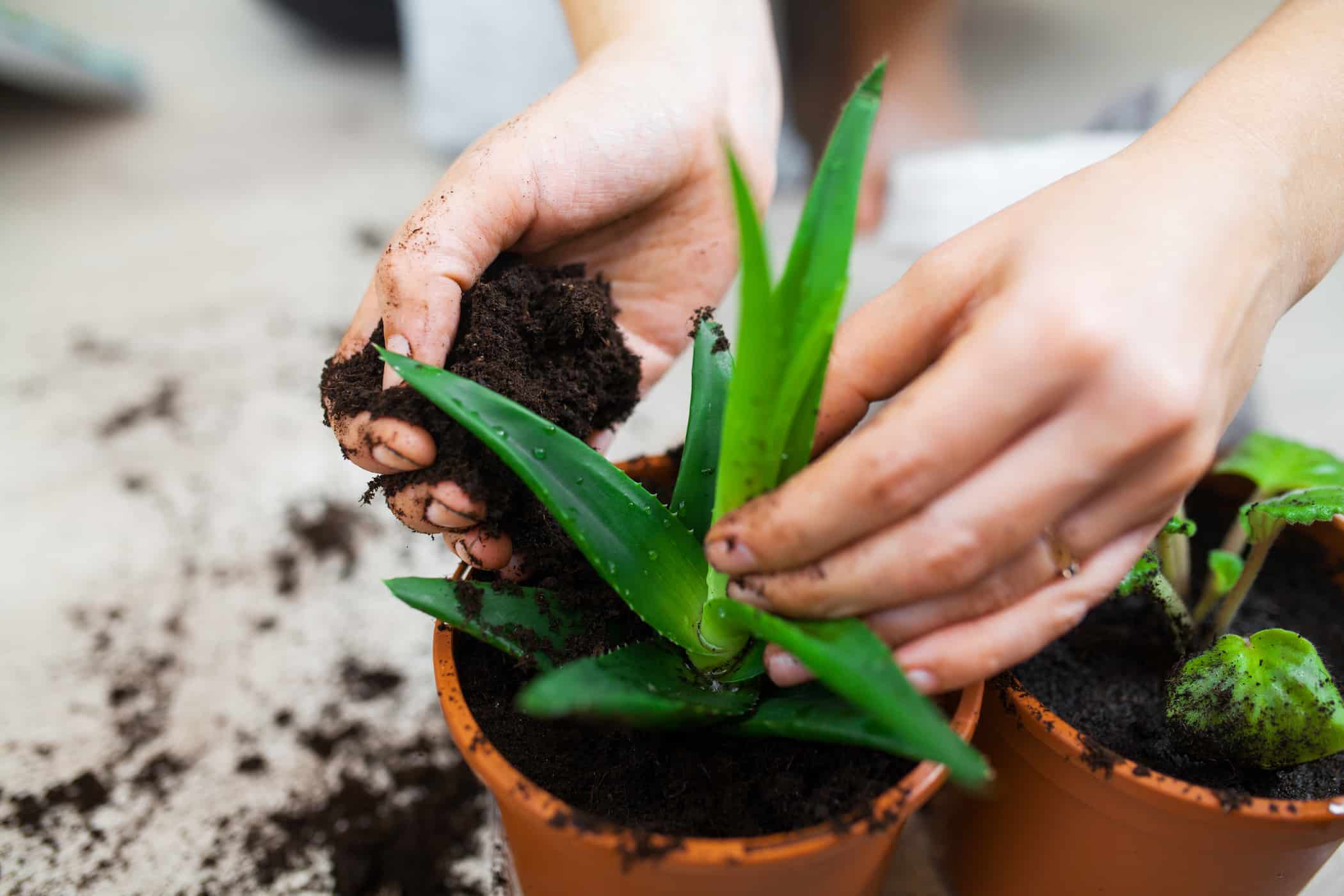hands using potting mix to plant aloe vera in teracotta pot