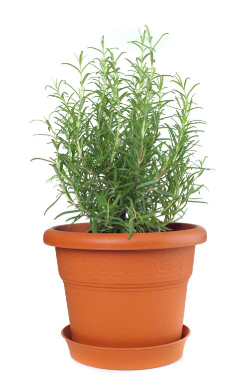 rosemary plant in brown plastic pot