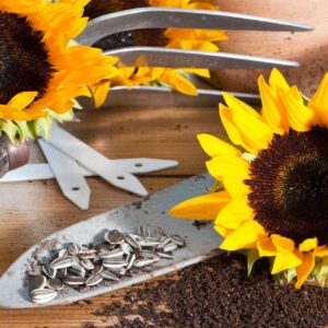 sunflowers and sunflower seeds with garden tools