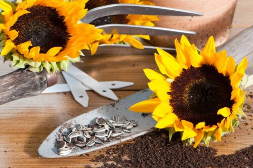 sunflowers and sunflower seeds with garden tools