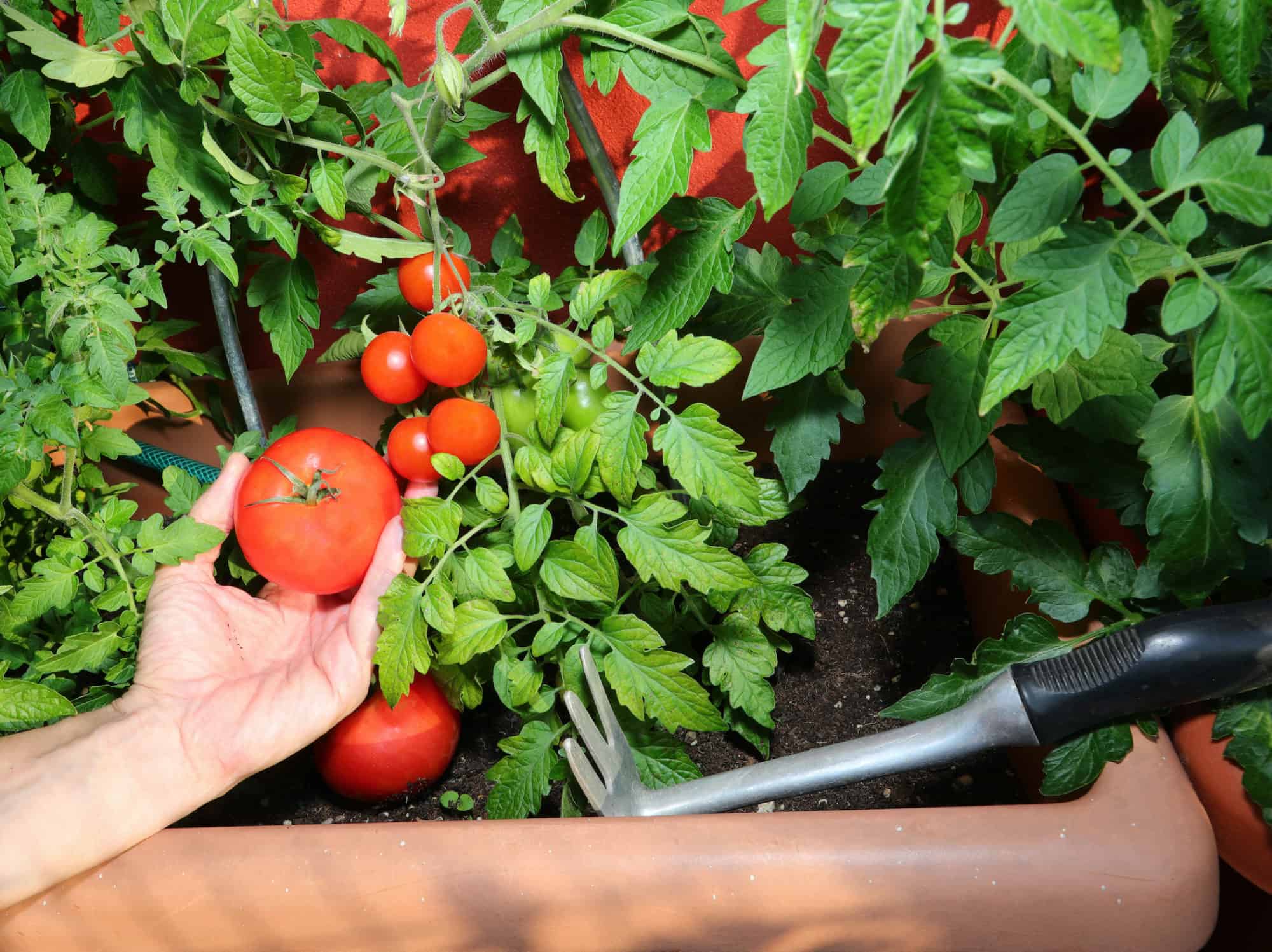 Hand holding tomato in urban garden