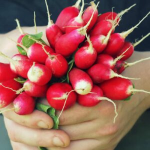 hands holding freshly harvested baby radishes