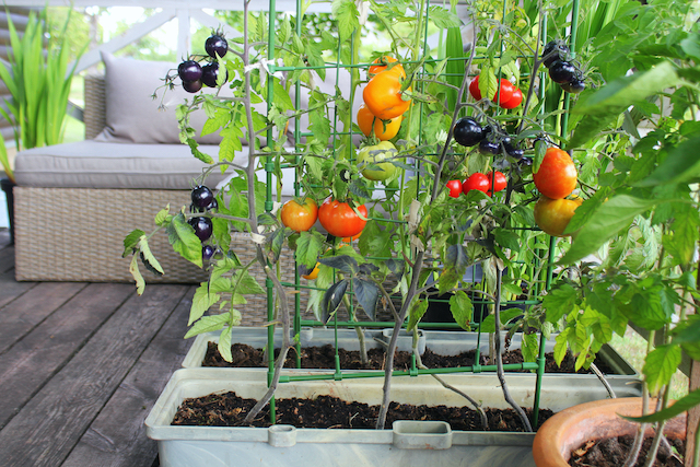 container,vegetables,gardening.,vegetable,garden,on,a,terrace.,red,,orange,